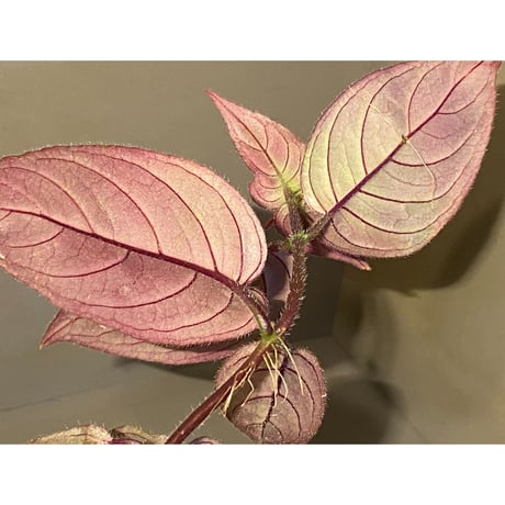 Unknown from Sumatera Utara [HW0816-01]