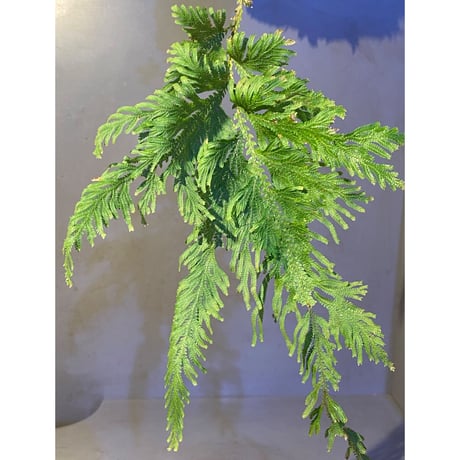 Selaginella sp. from Sangkhlaburi Kanchanaburi Thailand ④