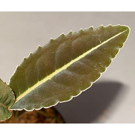Labisia sp. "Sumatera Pink"