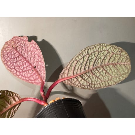 Ardisia sp. ''Snake Skin" from Kapuas hulu West Kalimantan
