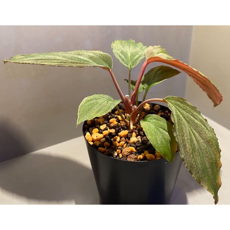 Homalomena humilis  from Cameron Highlands [TK150815]
