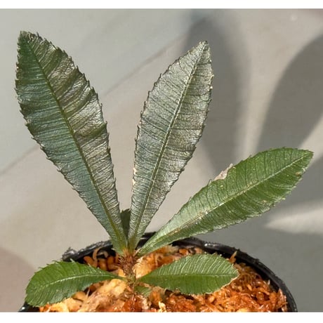 Sauvagesia serrata from Kapuas hulu West Kalimantan