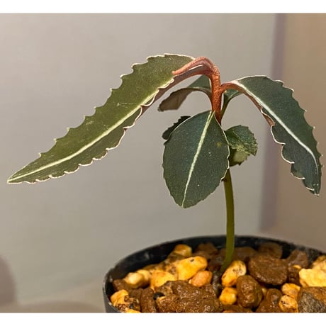 Labisia pumila from Cameron Highlands