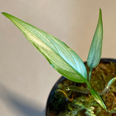 Homalomena sp. White leaf from "Pendang" Kal tengah [TB]