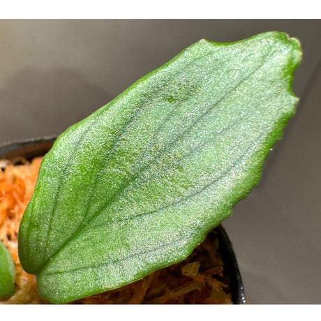 Homalomena sp. "Silver Emerald" from Riau [KN]