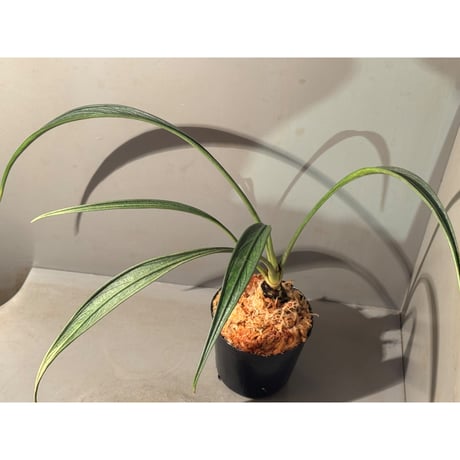 Josefia intricata (旧Aridarum perisai) from Central Kalimantan ①
