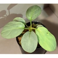 Homalomena sp. "銀鮫" from Aceh sumatera [LA0217-03]
