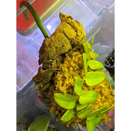 Marcgravia sp. from Colombia [LA0316-03]