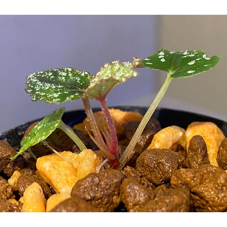 Begonia handelii var. prostrata from Viet Nam