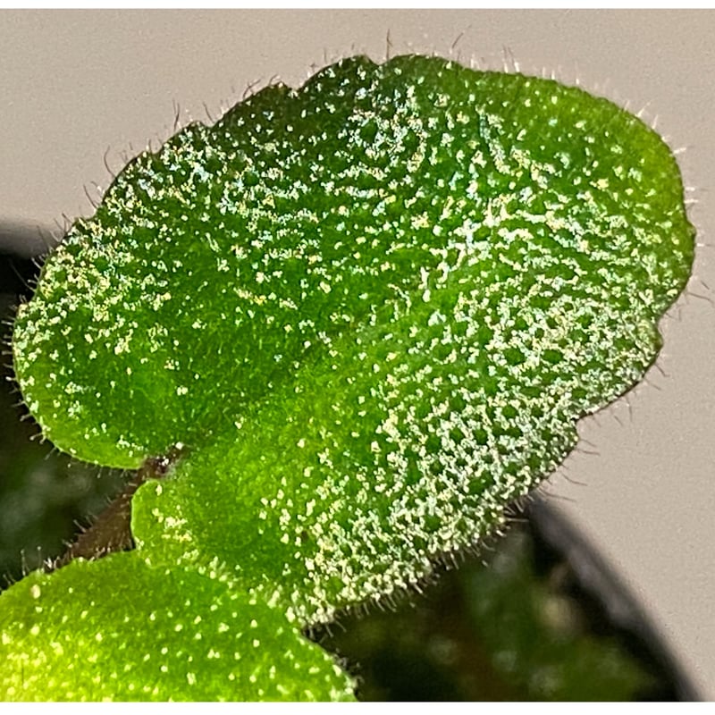 Gesneriaceae sp. from Kalimantan [NT ORCHID] |