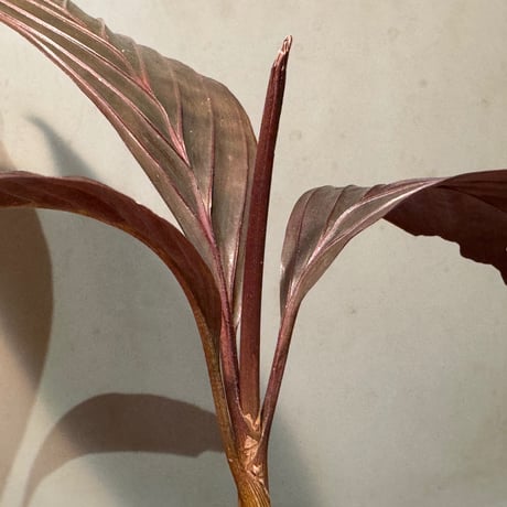 Pinanga veitchii from Sanggau West Kalimantan