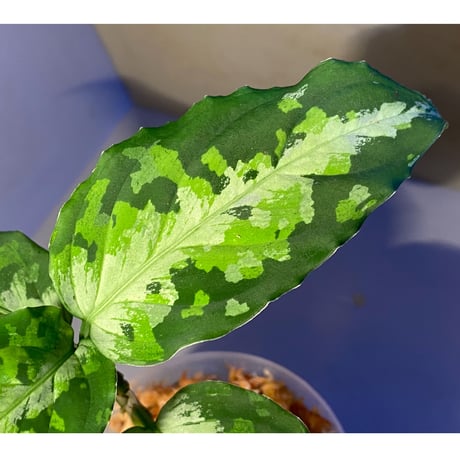 Aglaonema pictum tricolor DFS from Sumatera Barat  [AZ0912-1]