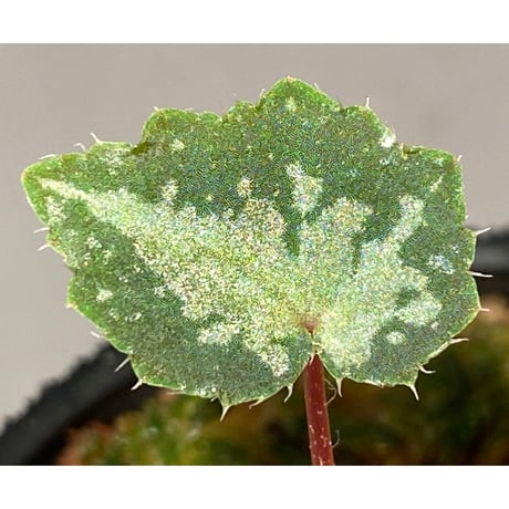 Begonia sp. from Lang Son [YH1219] TK