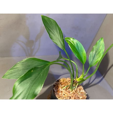 Homalomena sp. from Sekadau Selatan