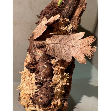 Drynaria sparsisora from West Java