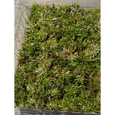 Moss from Ipoh State Malaysia