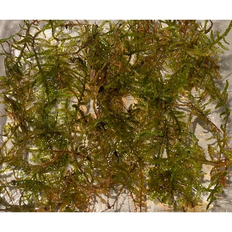 Moss from Myanmar