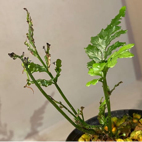 Bolbitis sp. from Siberut [LA]