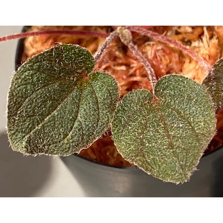 Sonerila dongnathamensis [LA]