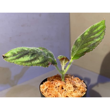Kohleria inaequalis from Ecuador