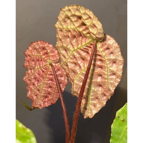 Begonia ferox from Northern Vietnam