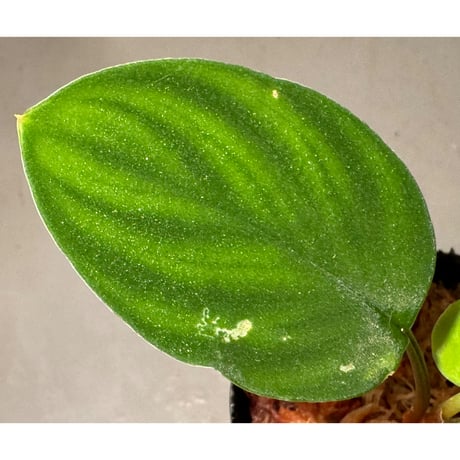 Homalomena sp. "Lingga-4 type GR 超赤軸" from Pulau Lingga [HW0622-5.5]