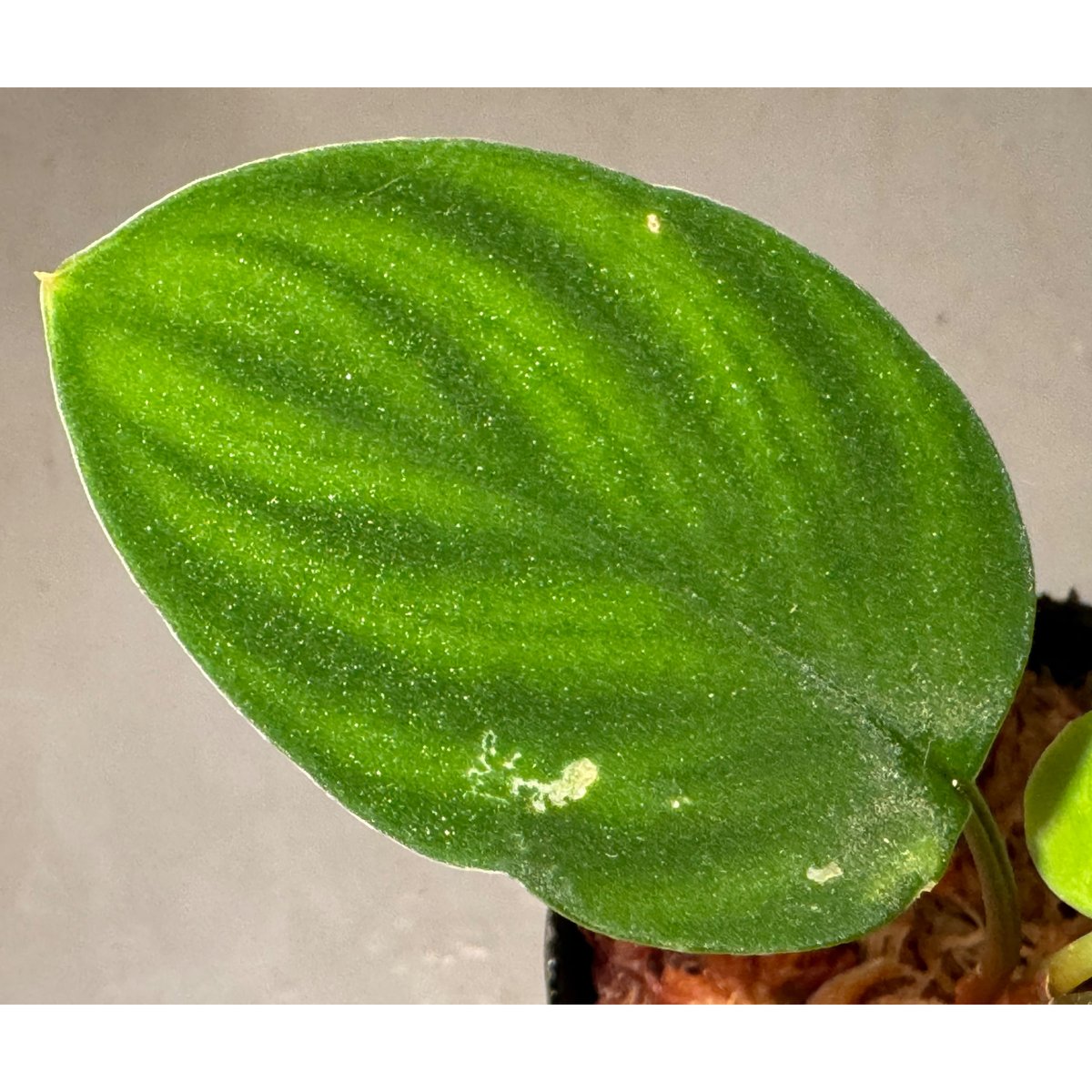 Homalomena sp. 細葉黒軸 from Pulau Lingga Homalomena sp. 