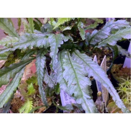 Microsorum sp. Short Dragon Tail