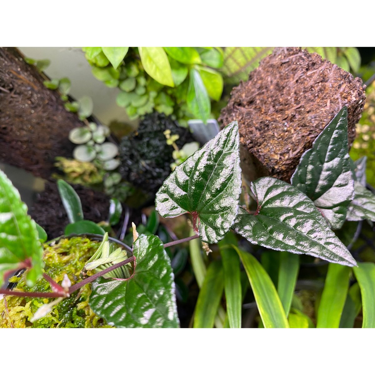 Piper sp. from Carranglan Nueva Ecija 標高1200m [