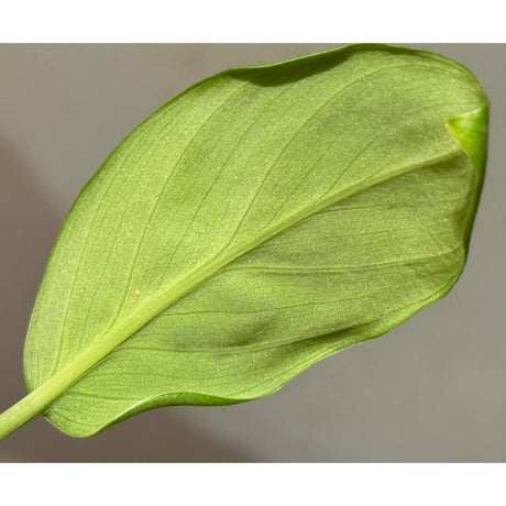 Homalomena sp. "Shirogane" SGG from Pulau Linga [HW1017-XX]