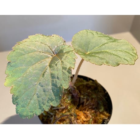 Begonia sp. from Bac Kan [YH1117] TK