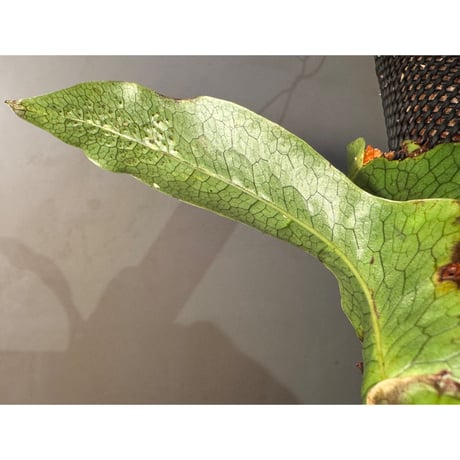 Microsorum linguiforme from South sumatera