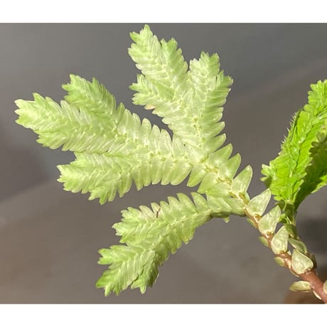Selaginella sp. from Tanintharyi(Tennasserim)North Malay Peninsula Myanmar ①