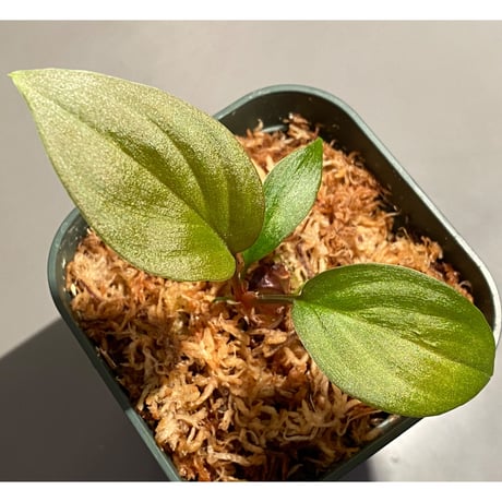 Homalomena sp. from West Kalimantan