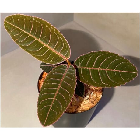 Labisia sp. from Riau Sumatera