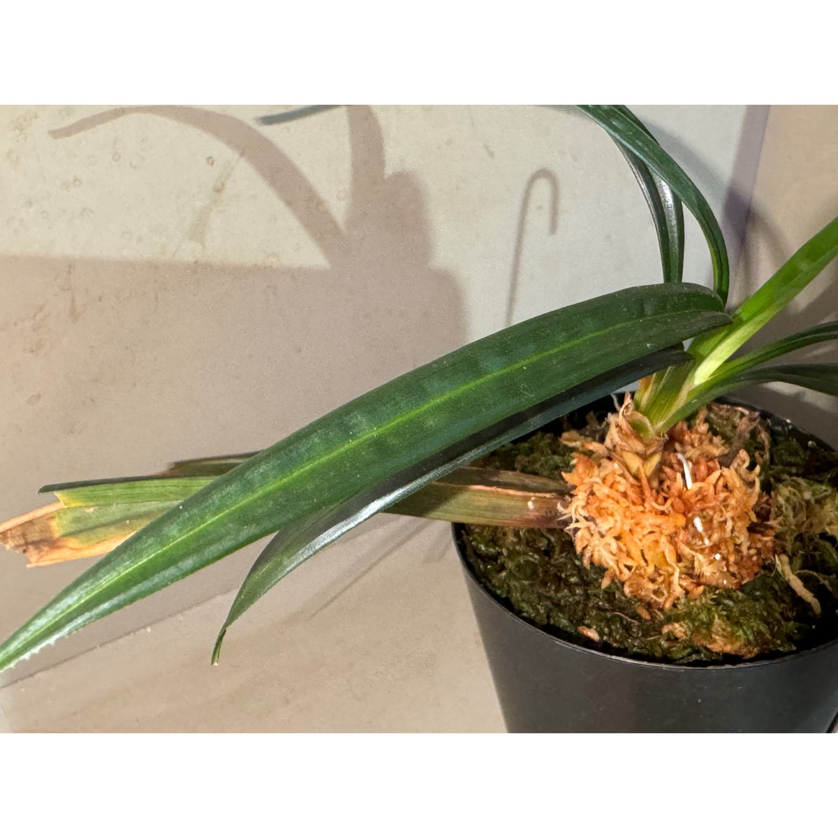 Mapania caudata | M・R・G・R
