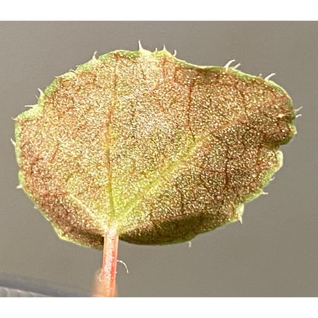 Begonia sp. from Lang Son [YH1219] TK