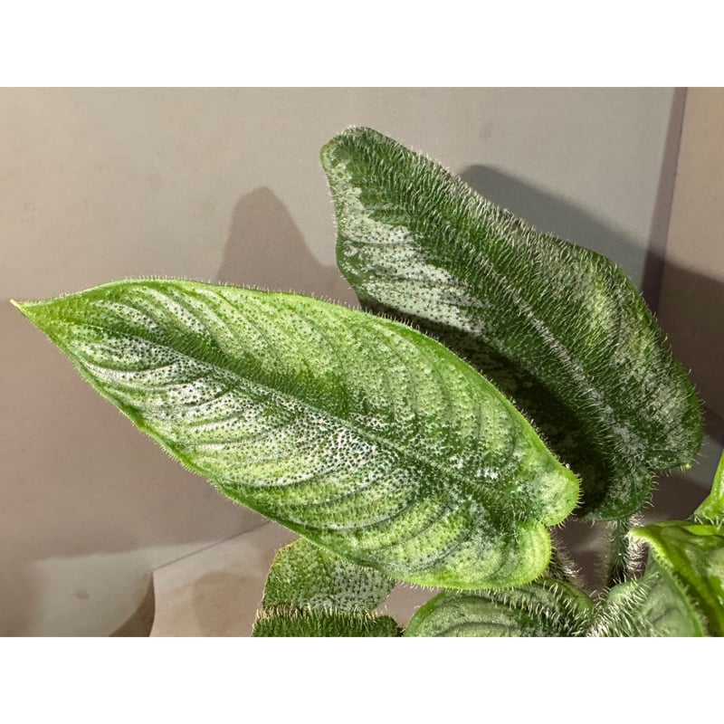 その他観葉植物 schismatoglottis ciliata variegated Schismatoglottis – TerraFlora Global