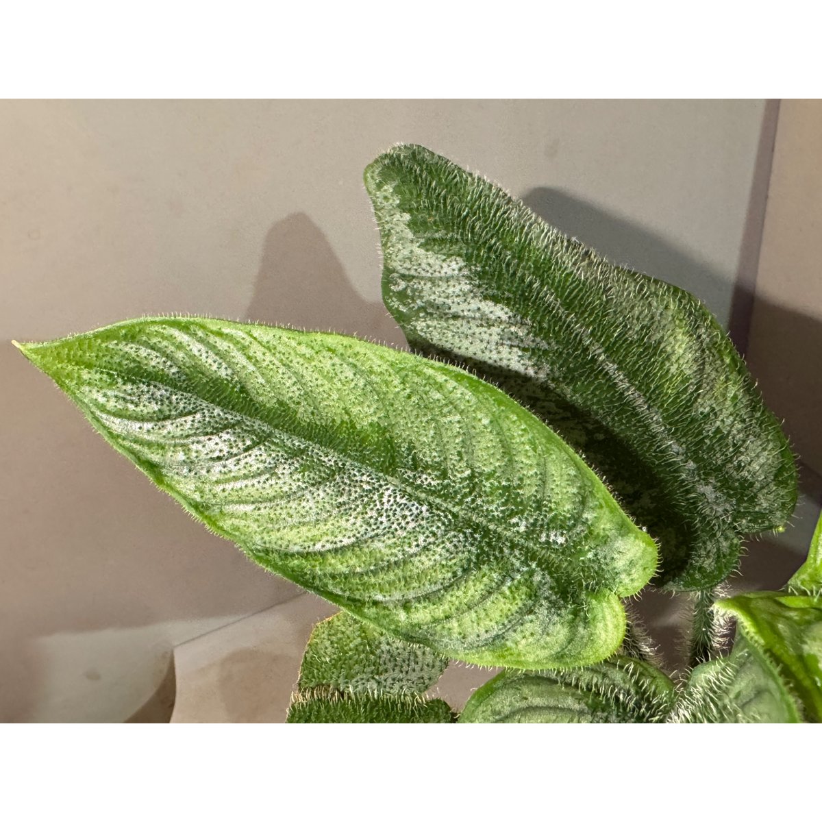 Borneoa ciliata (旧Schismatoglottis) from West K