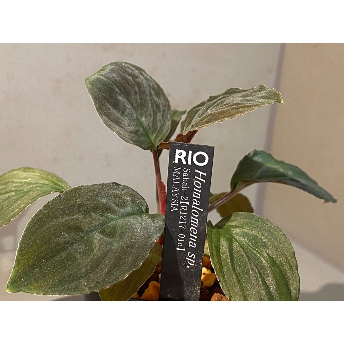 Homalomena sp. “夕霧” T-3810-2 Homalomena sp. 夕霧 T-3810-2 - メルカリ