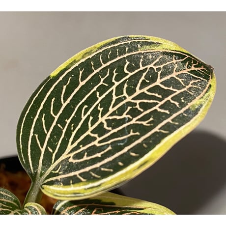 Ludisia discolor Variegata '黄桜-Kizakura-' [GK20-006]