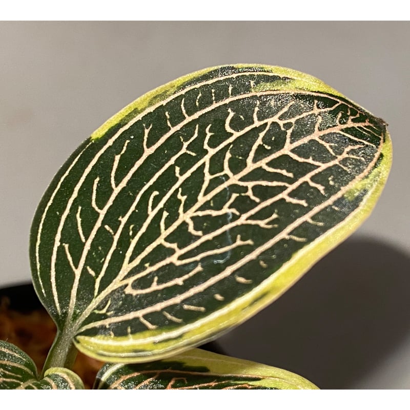 Ludisia discolor Variegata '黄桜-Kizakura-' [GK20