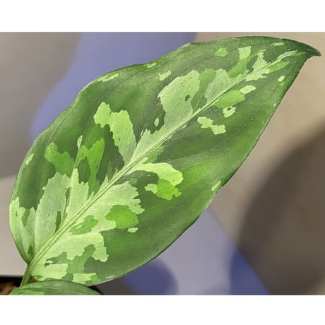 Aglaonema pictum tricolor from Aceh sumatera [LA0819-01b]