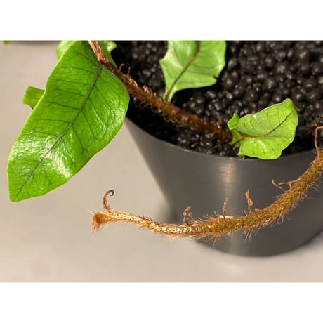 Microgramma lycopodioides from Costa Rica 伊藤蟻植物農園
