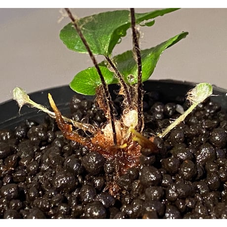 Adiantum reniforme