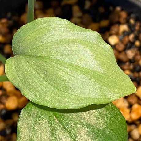 Homalomena sp. from Medan