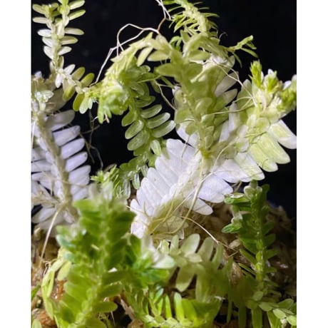 Selaginella sp. バリエガータ from "Nanga pinoh" [TB]