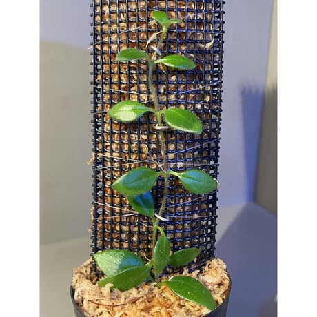 Aeschynanthus sp. from South Sulawesi [STRINGE PLANTS]