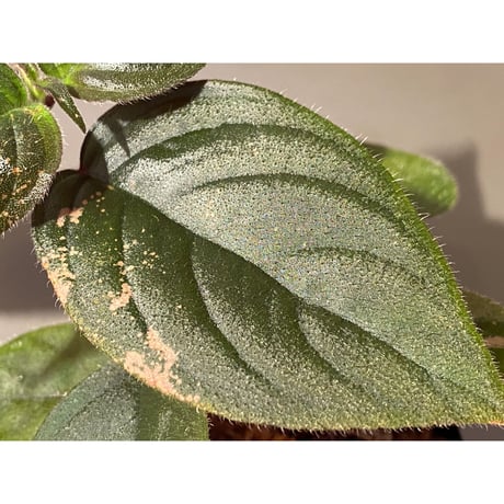 Unknown from Sumatera Utara [HW0816-01]