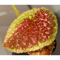 Begonia susaniae